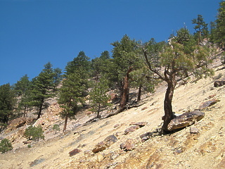 East Fork Carson CA