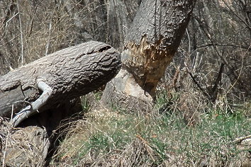 Gila NM Wilderness