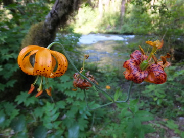 McKenzie River OR