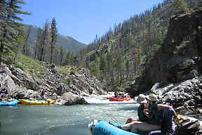 Middle Fork Salmon ID