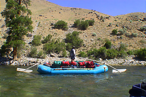 Middle Fork Salmon ID