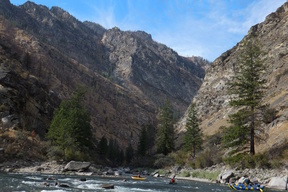 Middle Fork Salmon ID