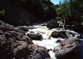 Mill Creek near Los Molinos CA