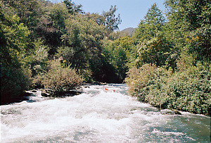 Putah Creek near Winters CA