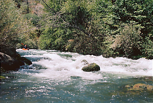 Putah Creek near Winters CA