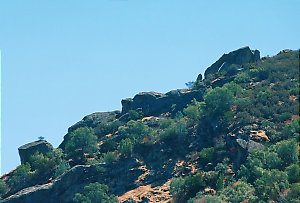 Putah Creek near Winters CA