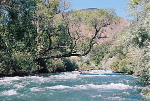 Putah Creek near Winters CA