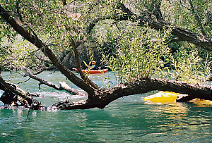 Putah Creek near Winters CA