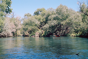 Putah Creek near Winters CA