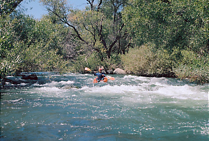 Putah Creek near Winters CA