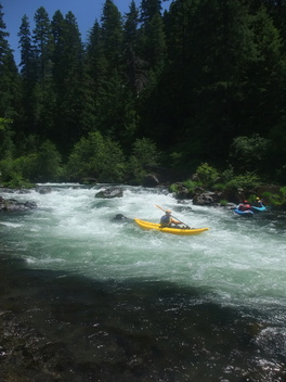 NF Rogue OR