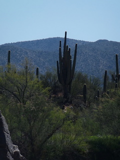 Salt River AZ