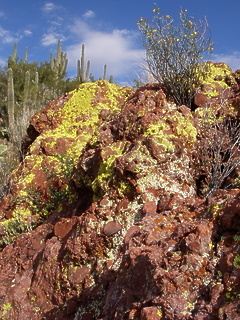 Verde River AZ