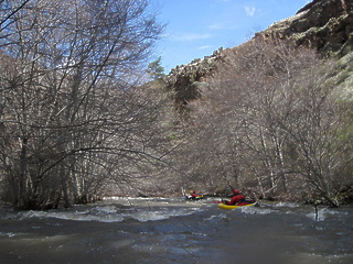 Whipface Creek OR